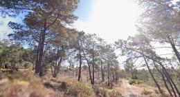 1   -  FINCA RÚSTICA EN LEPE (HUELVA)