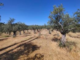 1   -  OLIVAR EN VILLANUEVA DE LA SIERRA (CÁCERES)